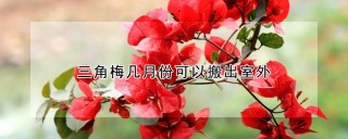 三角梅几月份可以搬出室外,第1图