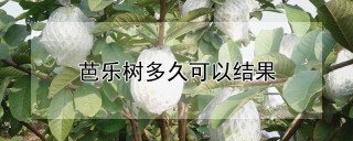 芭乐树多久可以结果,第1图