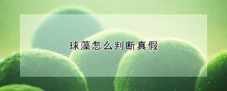 球藻怎么判断真假,第1图