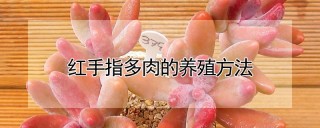 红手指多肉的养殖方法,第1图