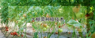 大棚菜种植技术,第1图