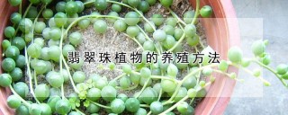 翡翠珠植物的养殖方法,第1图