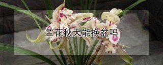 兰花秋天能换盆吗,第1图