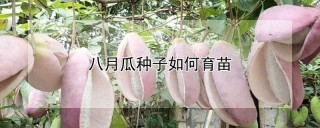 八月瓜种子如何育苗,第1图