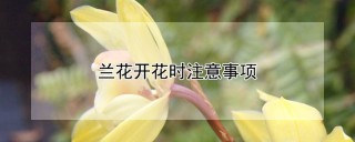 兰花开花时注意事项,第1图