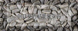 向日葵的籽是果实吗,第1图