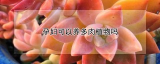 孕妇可以养多肉植物吗,第1图