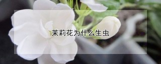 茉莉花为什么生虫,第1图