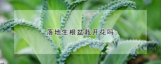 落地生根盆栽开花吗,第1图