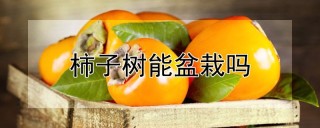 柿子树能盆栽吗,第1图