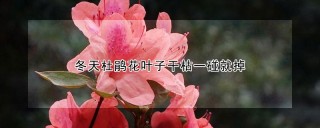 冬天杜鹃花叶子干枯一碰就掉,第1图