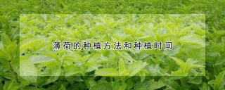 薄荷的种植方法和种植时间,第1图