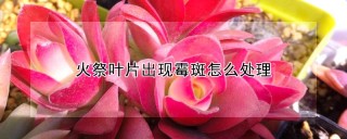 火祭叶片出现霉斑怎么处理,第1图