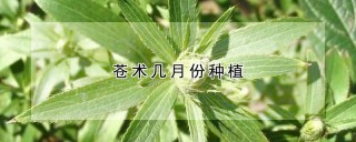 苍术几月份种植,第1图