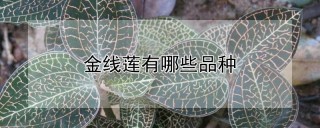 金线莲有哪些品种,第1图