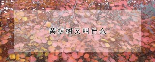 黄栌树又叫什么,第1图