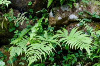 蕨类植物有哪几种,第3图