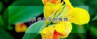 6月份开花的植物,第1图