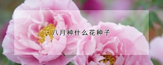 八月种什么花种子,第1图