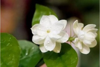 茉莉花冬天需要剪枝吗，减去枯弱病枝才能开出更美的花,第3图