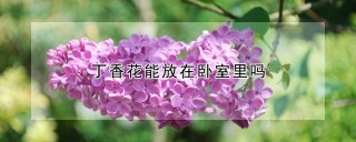 丁香花能放在卧室里吗,第1图