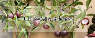 山竹的籽能在家种植吗,第1图