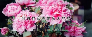 牡丹盆栽需要多大的盆,第1图