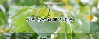 杨树怎样管理长得快,第1图