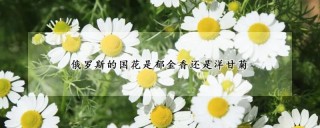 俄罗斯的国花是郁金香还是洋甘菊,第1图