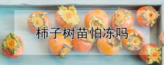 柿子树苗怕冻吗,第1图