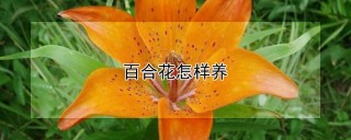 百合花怎样养,第1图