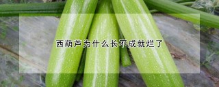 西葫芦为什么长不成就烂了,第1图