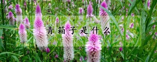 青箱子是什么,第1图