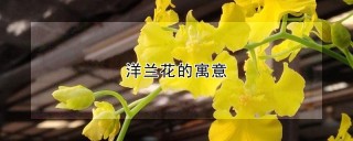 洋兰花的寓意,第1图