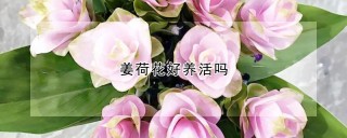 姜荷花好养活吗,第1图