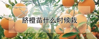 脐橙苗什么时候栽,第1图