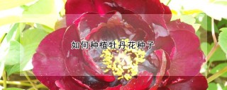 如何种植牡丹花种子,第1图