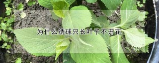 为什么绣球只长叶子不开花,第1图