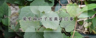 葡萄秧叶子发黄咋回事,第1图