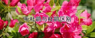 毛杜鹃与杜鹃区别,第1图