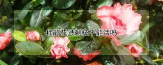 杜鹃花只剩枝干能活吗,第1图