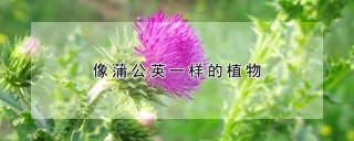 像蒲公英一样的植物,第1图