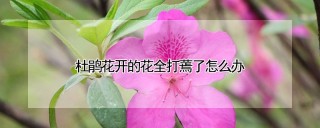 杜鹃花开的花全打蔫了怎么办,第1图