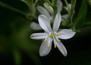 吊兰会开花吗，吊兰开花的寓意是什么,第3图