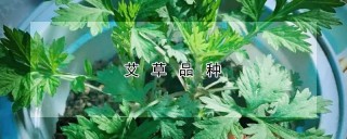 艾草品种,第1图