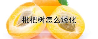 枇杷树怎么矮化,第1图