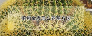 植物金虎怎么养殖方法,第1图