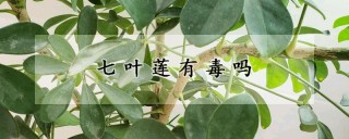 七叶莲有毒吗,第1图