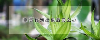 富贵竹泡出根后怎么办,第1图