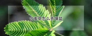 含羞草怎么养爆盆,第1图